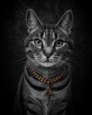 Elegant kattenportret met gouden ketting op donkere achtergrond